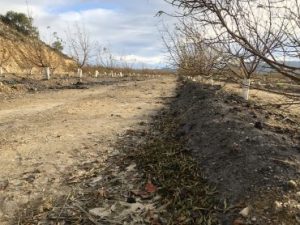 comprar leonardita al mejor precio españa