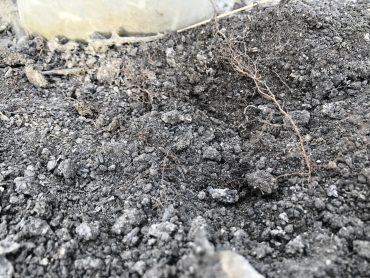 Raíces leonardita ecologica