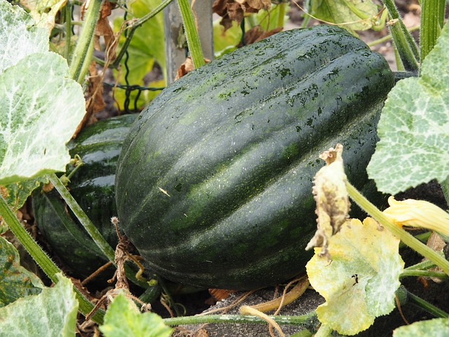 agricultura ecologica desventajas agricultura ecologica ventajas