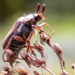 tierra de diatomeas pulgas