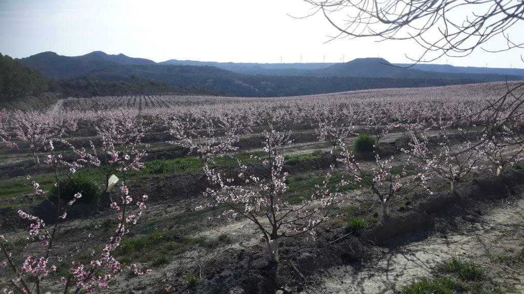 cerezos leonardita ecologica