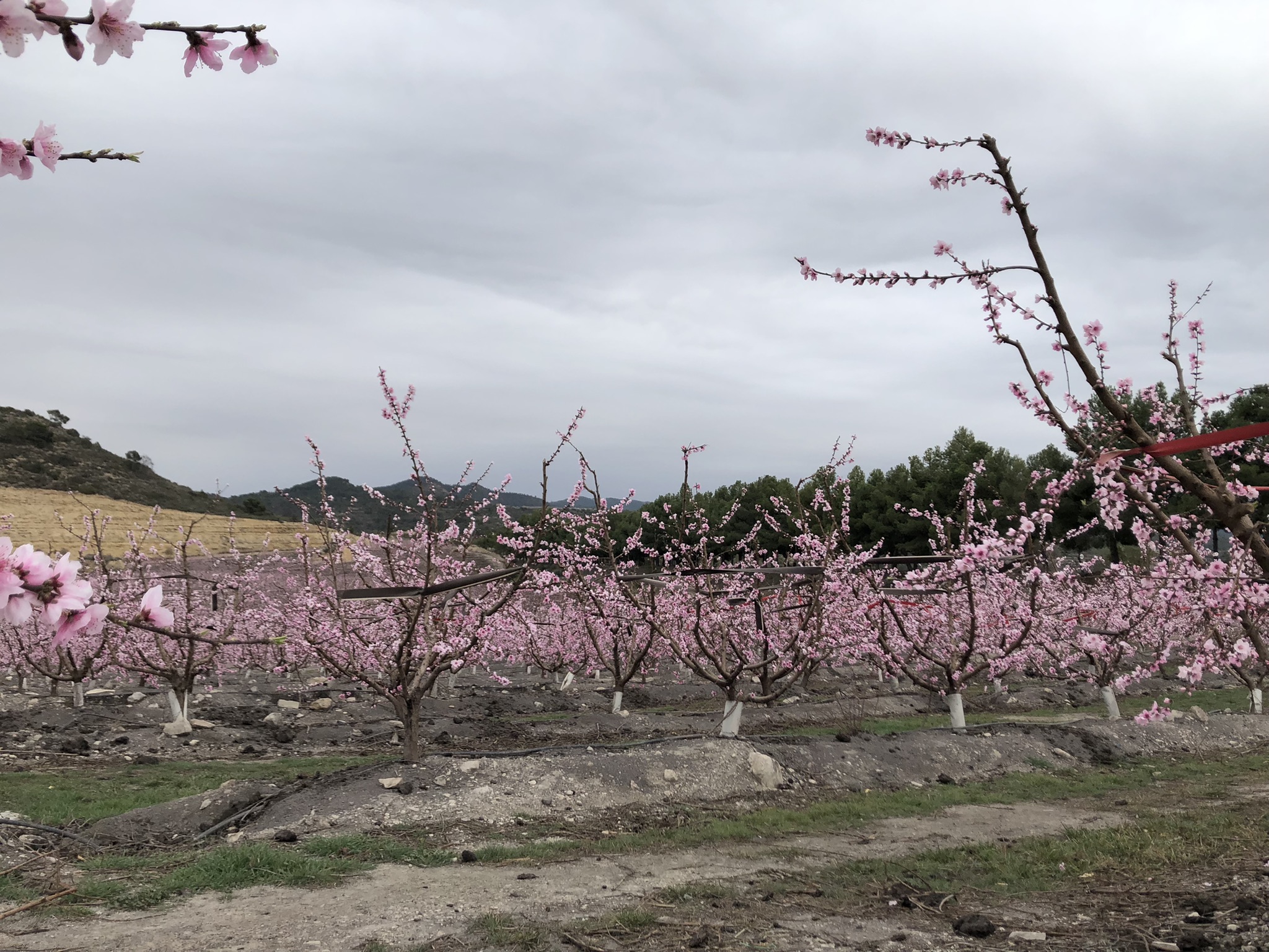 mejorador de suelos leonardita